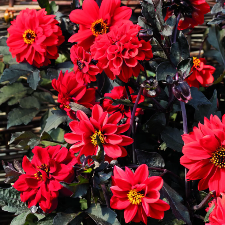 Photo de Dahlia ‘Black Forest™ Ruby’. La couleur caractéristique est : rouge éclatant. Le visuel permet d’observer les contours, les teintes et la disposition des éléments présentés. Les détails de forme et les contrastes donnent un aperçu de l’apparence de cette plante ou de sa récolte. Cette photographie accompagne la variété nommée afin de l’identifier dans la sélection de semences.