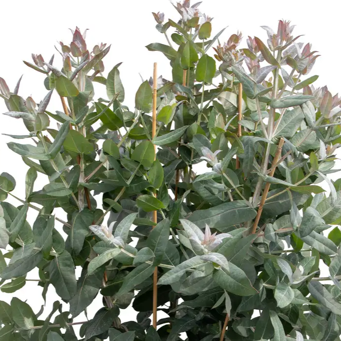 Photo de Eucalyptus ‘Styx’. L’eucalyptus 'Styx' est une plante exceptionnelle pour les amateurs de feuillage ornemental. La couleur caractéristique est : feuillage bleu argenté. Le visuel permet d’observer les contours, les teintes et la disposition des éléments présentés. Les détails de forme et les contrastes donnent un aperçu de l’apparence de cette plante ou de sa récolte.