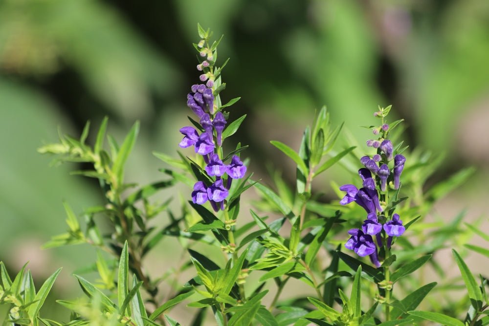 Scutellaria