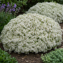 Sedum Rock'N Round® 'Bundle Of Joy'