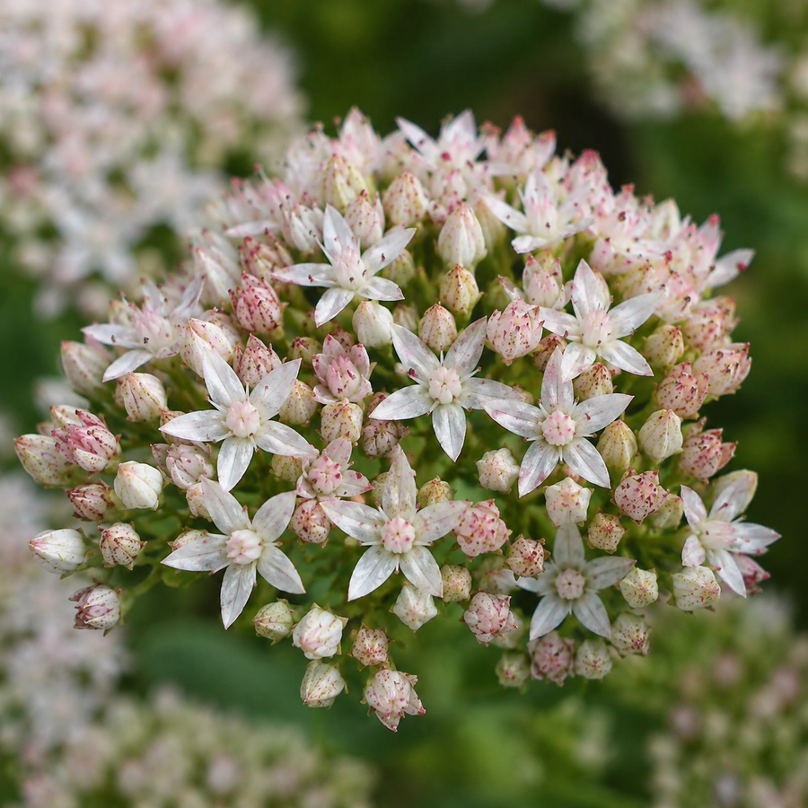Sedum 'Rock'N Round Bundle of Joy'