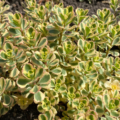 Sedum spurium 'What a Doozie'