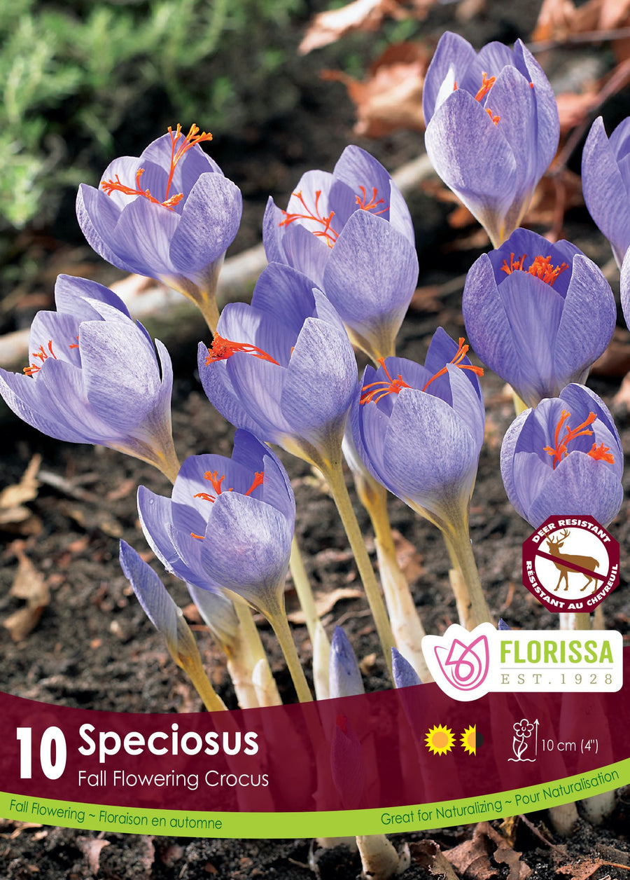 Crocus FF Speciosus