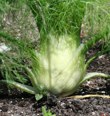 Un bulbe de fenouil large et aplati pousse dans une terre sombre. Sa base blanche à vert très pâle montre des couches arrondies. Plusieurs tiges vertes se dressent au-dessus et portent des feuilles fines. Des ombres traversent le bulbe et le sol. De petits débris végétaux et quelques jeunes pousses sont visibles autour de la base.