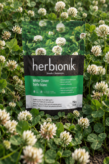 White clover seeds