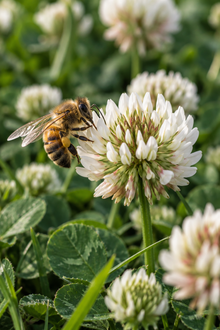 White clover seeds