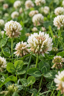White clover seeds