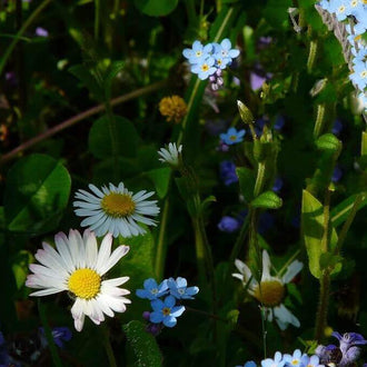 Des fleurs blanches aux pétales étroits entourent de gros centres jaunes. Autour d’elles, de petites corolles bleu pâle à centre jaune se répartissent le long de fines tiges vertes. Des feuilles arrondies et d’autres plus allongées remplissent le fond sombre. Le cadrage rapproché fait ressortir les fleurs claires devant une végétation verte dense et partiellement ombragée.