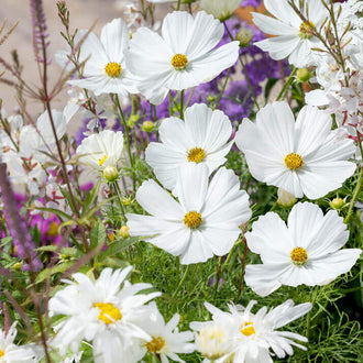 Des fleurs blanches aux centres jaunes se répartissent sur de fines tiges vertes. Les larges pétales portent de légères stries et des bords ondulés autour des disques centraux. Quelques boutons ronds montent entre les fleurs ouvertes. Le feuillage fin remplit le bas, avec des fleurs violettes et des parties claires floues derrière les corolles du premier plan.