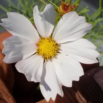 Cosmos 'Cosmos Sensation Mix' bio