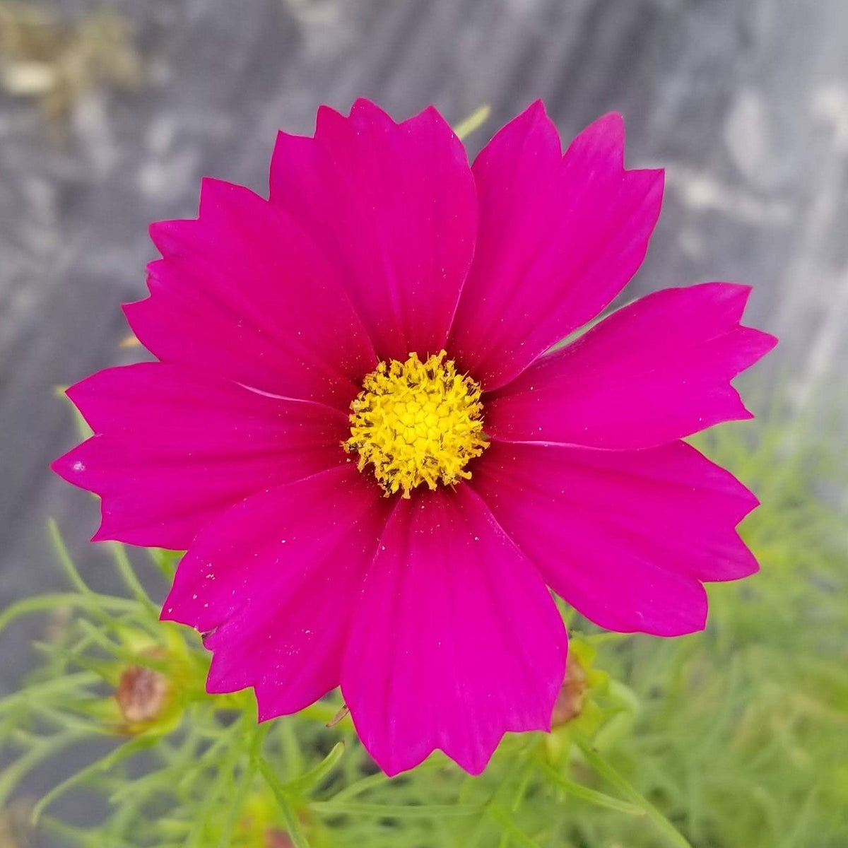 Cosmos 'Cosmos Sensation Mix' organic