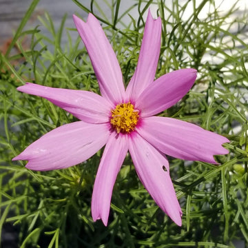 Cosmos 'Cosmos Sensation Mix' bio