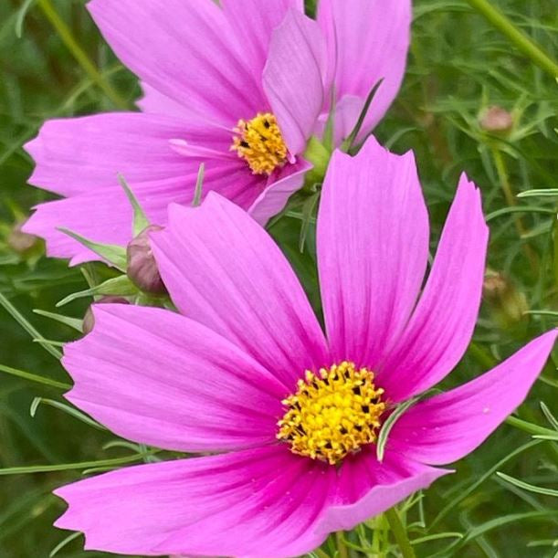 Cosmos 'Sensation Pink' organic