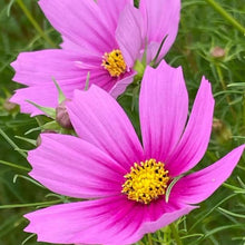 Cosmos 'Sensation Pink' organic