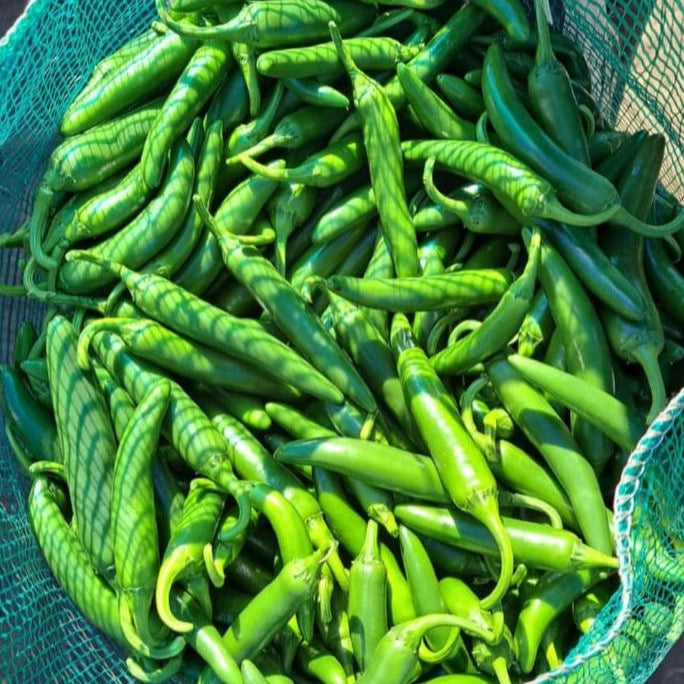 Piment fort 'Serrano Huasteca' bio
