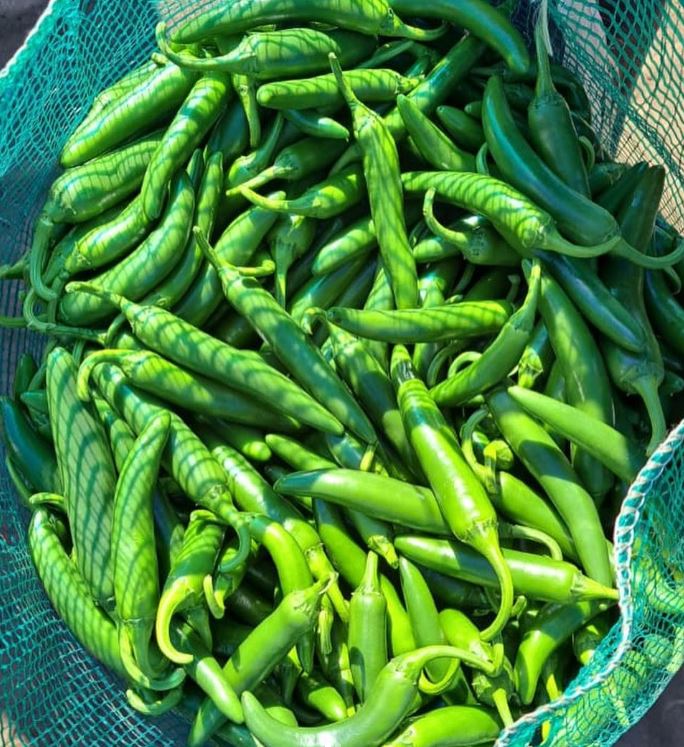Piment fort 'Serrano' bio