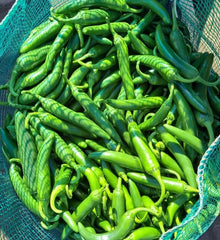 Organic 'Serrano' chili pepper
