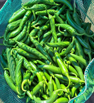 Piment fort 'Serrano' bio