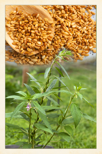 Organic sesame Seeds by Gaia, product image prepared for Canadian gardeners.