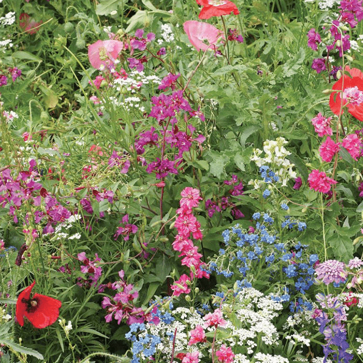 Organic 'Shade-Loving Wildflower Mix'
