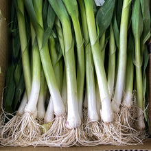 Onion 'White Gem'