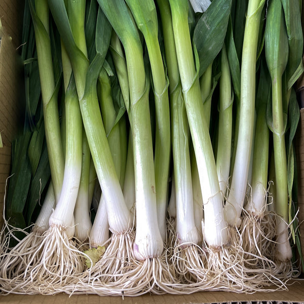 Échalotte "White Gem"