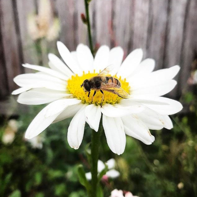 Chrysanthème 'Shasta Daisy Chrysanthemum Mix' bio