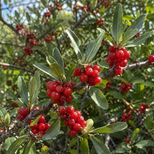 Shepherdia argentea