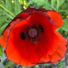 Poppy 'Shirley's Choice Double Mix' organic