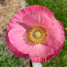 Poppy 'Shirley's Choice Double Mix' organic