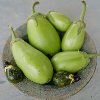 Organic 'Shiromaru' Eggplant Seeds by Gaia, product image prepared for Canadian gardeners.