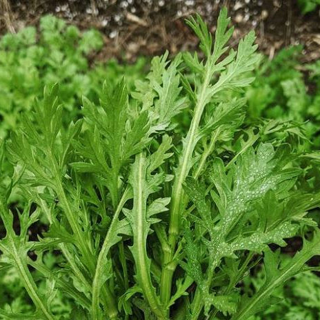 Shungiku 'Shungiku' organic