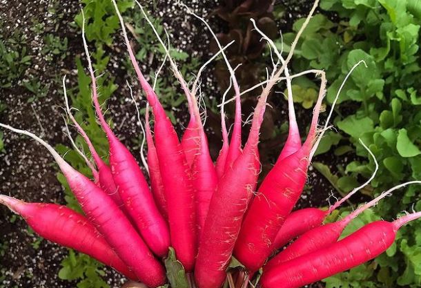 Radis chinois ‘Shunkyo’, semences écologiques (<em>Raphanus sativus</em>)
