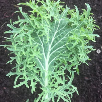 Organic 'Siber-Frill' Kale Seeds by Gaia, product image prepared for Canadian gardeners.