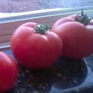 Tomate 'Siberia' bio