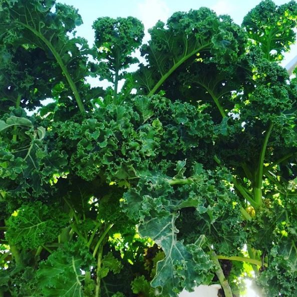 Organic 'Siberian' Kale
