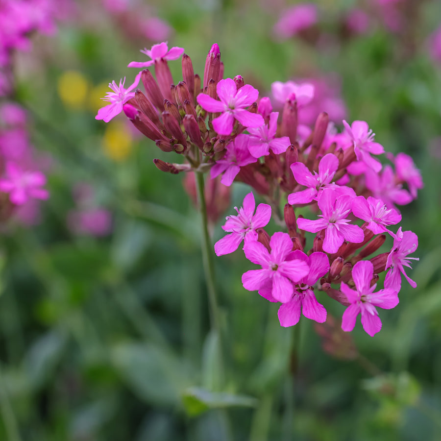 Silène 'Wildflower Catchfly'