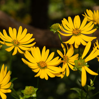 Image officielle de Silphe Perfolié, Silphium perfoliatum, associée au petit sachet de semences.