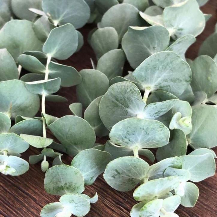 Eucalyptus 'Silver Dollar' bio
