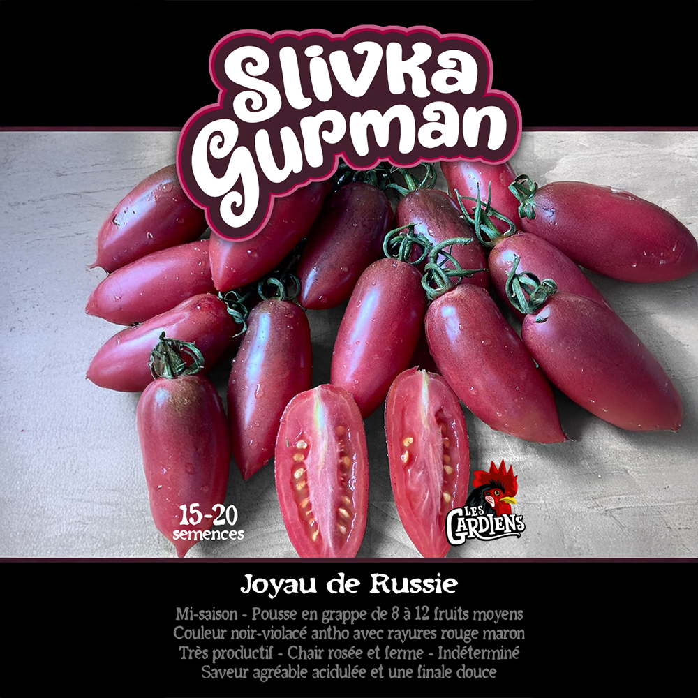 Slivka Gurman tomato (<em>Solanum lycopersicum</em> ‘Slivka Gurman’)