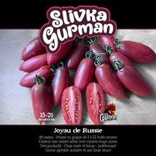 Slivka Gurman tomato (<em>Solanum lycopersicum</em> ‘Slivka Gurman’)