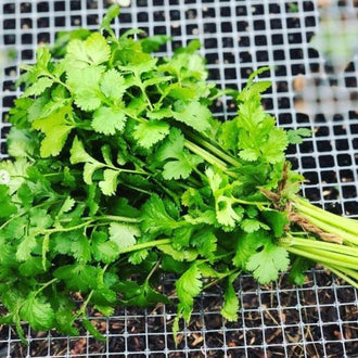 Organic Slow Bolt Cilantro Seeds by Gaia, product image prepared for Canadian gardeners.