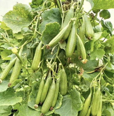 Organic 'Satputiya' ridged gourd