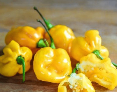 Piment fort 'Small Yellow Cherry' bio