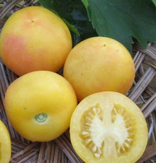 Tomate Abricot – Gaia Organic Seeds