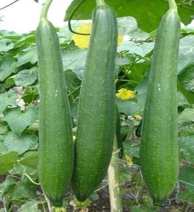 ‘Chikni Taroee’ smooth sponge gourd, certified organic seeds (<em>Luffa aegyptiaca</em>)