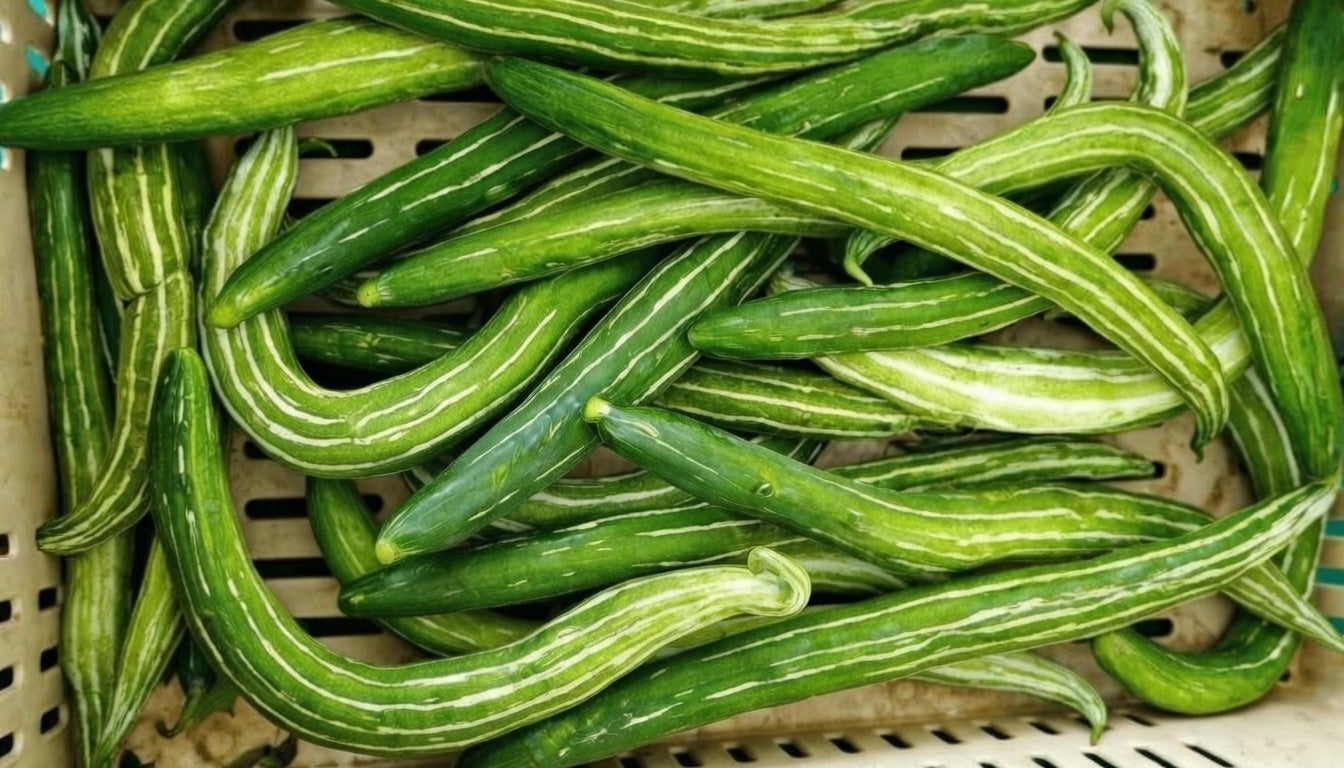 Courge serpent 'Chichinda' bio