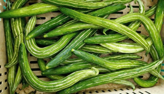 Organic 'Chichinda' snake gourd Seeds by Gaia, product image prepared for Canadian gardeners.