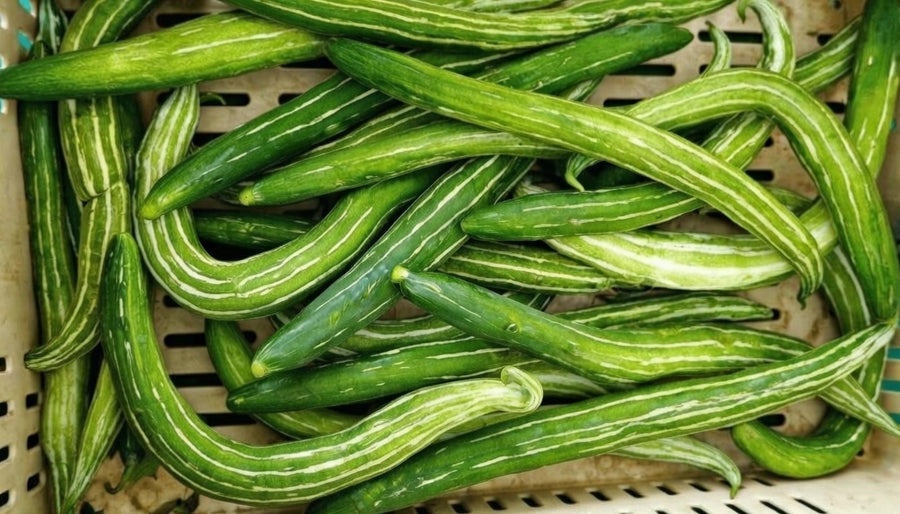 Courge serpent 'Chichinda' bio