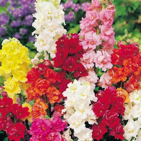 Snapdragon